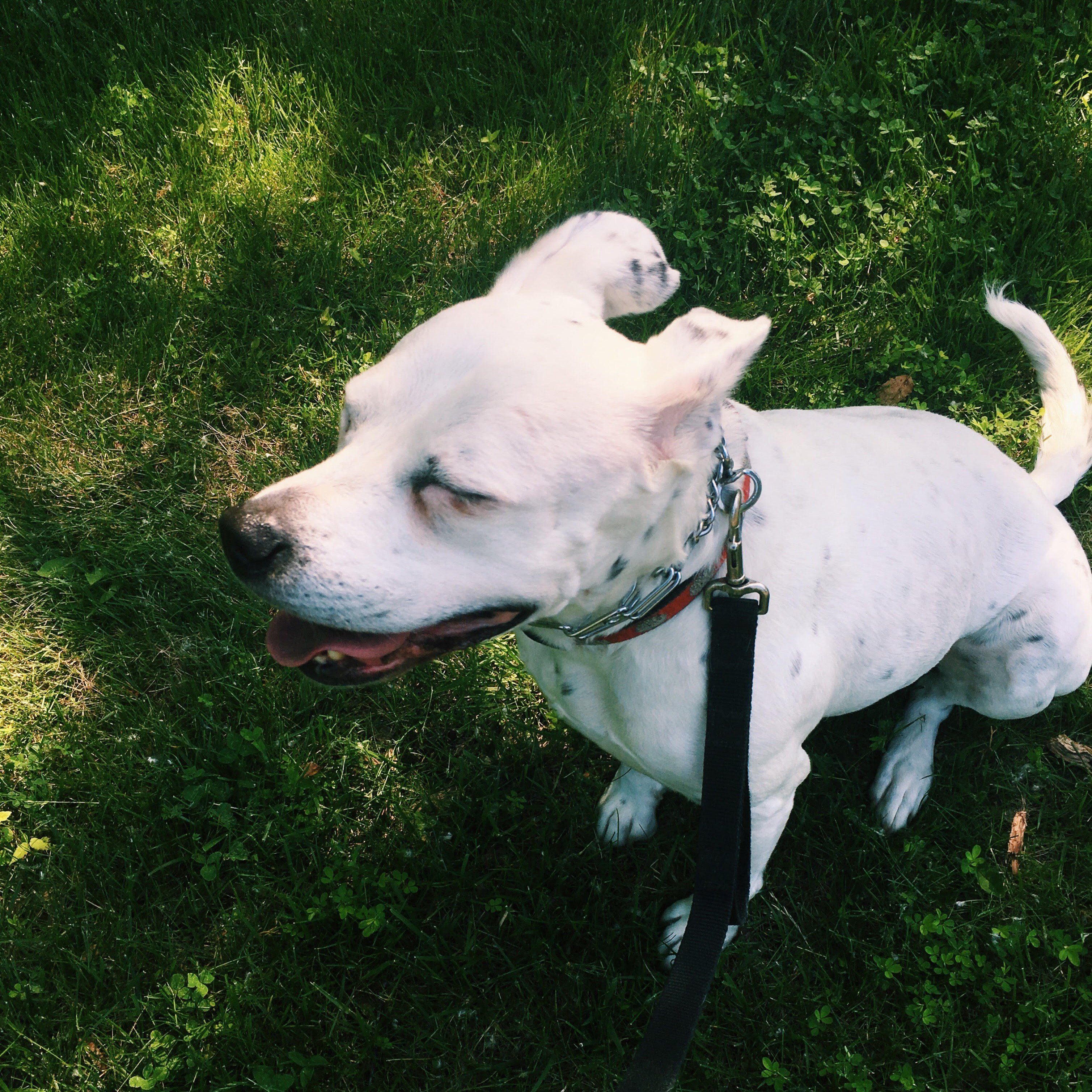 piccolo 2jpg?width=698&height=466&fit=crop&auto=webp&dpr=4