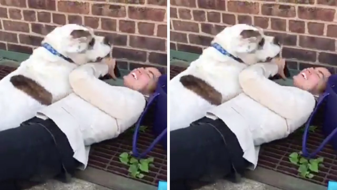 Untitled design 95png?width=698&height=466&fit=crop&auto=webp&dpr=4