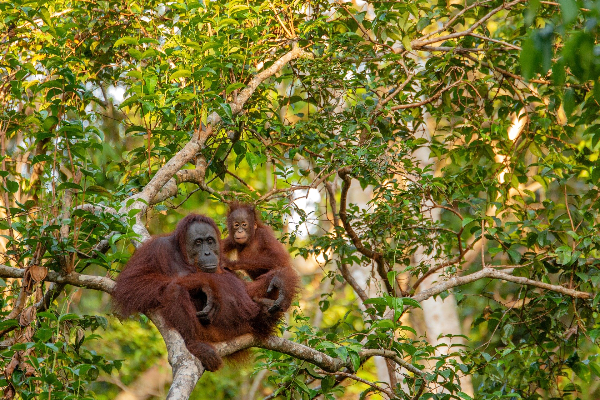 Orangutan Mother and Baby
