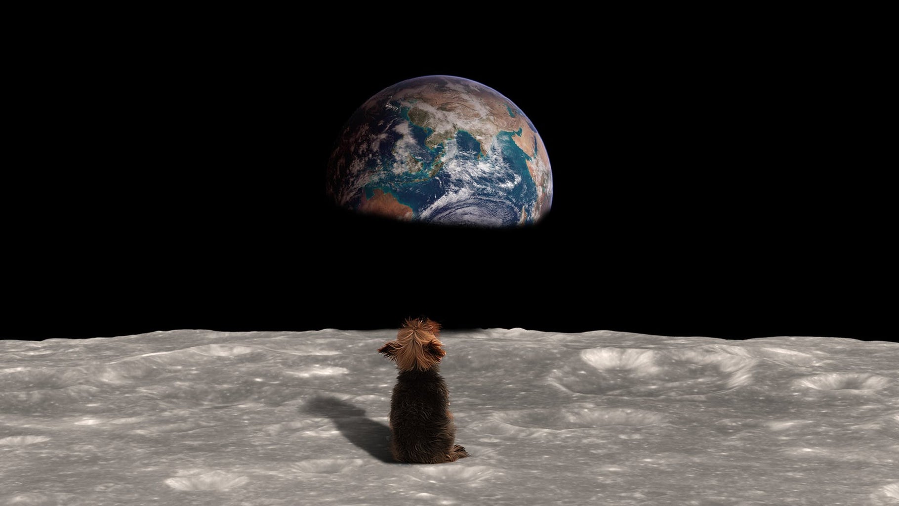 Dog looking at Earth from Moon