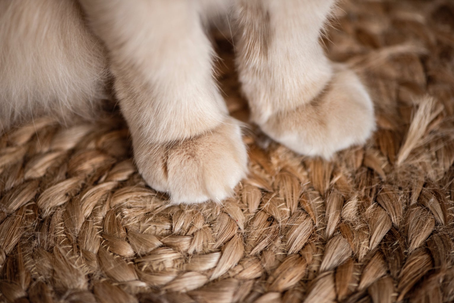 cat toes