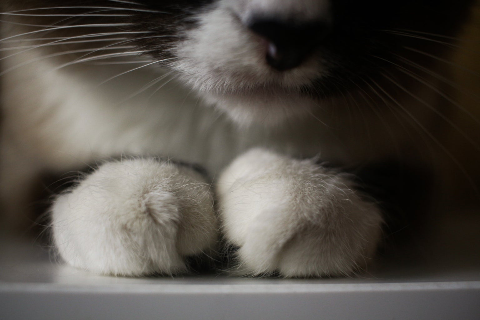 cat toes