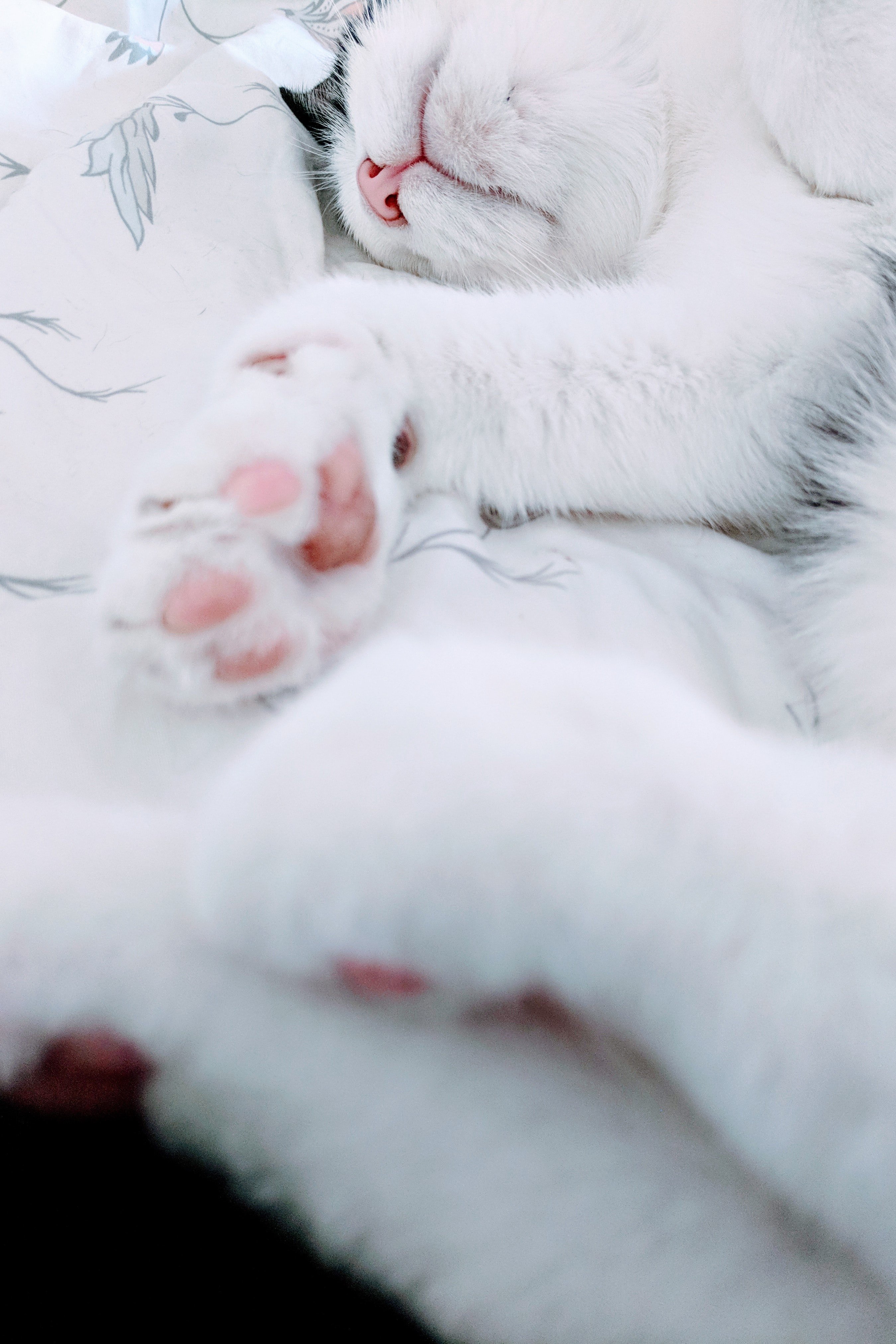 cat toes