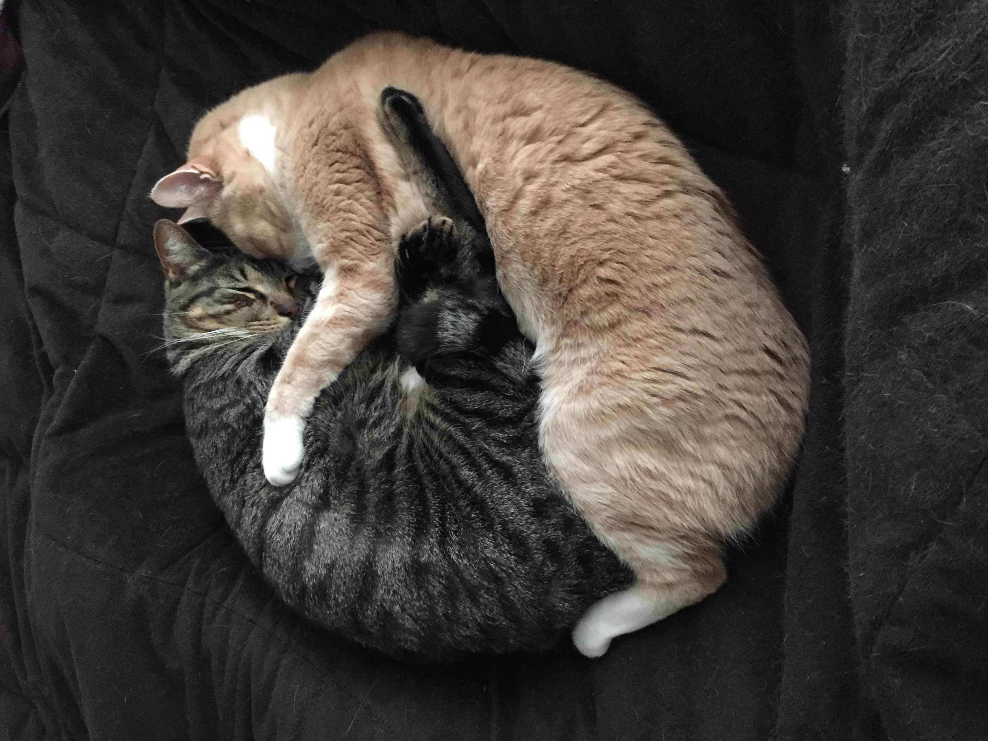 My cats, Jay Jay and Calvin now fully bonded