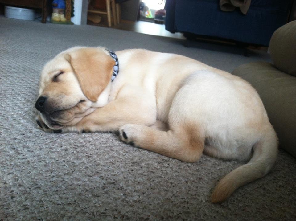 Riley as a puppy