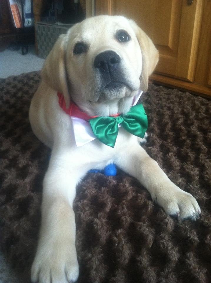 Riley as a puppy with a bowtie