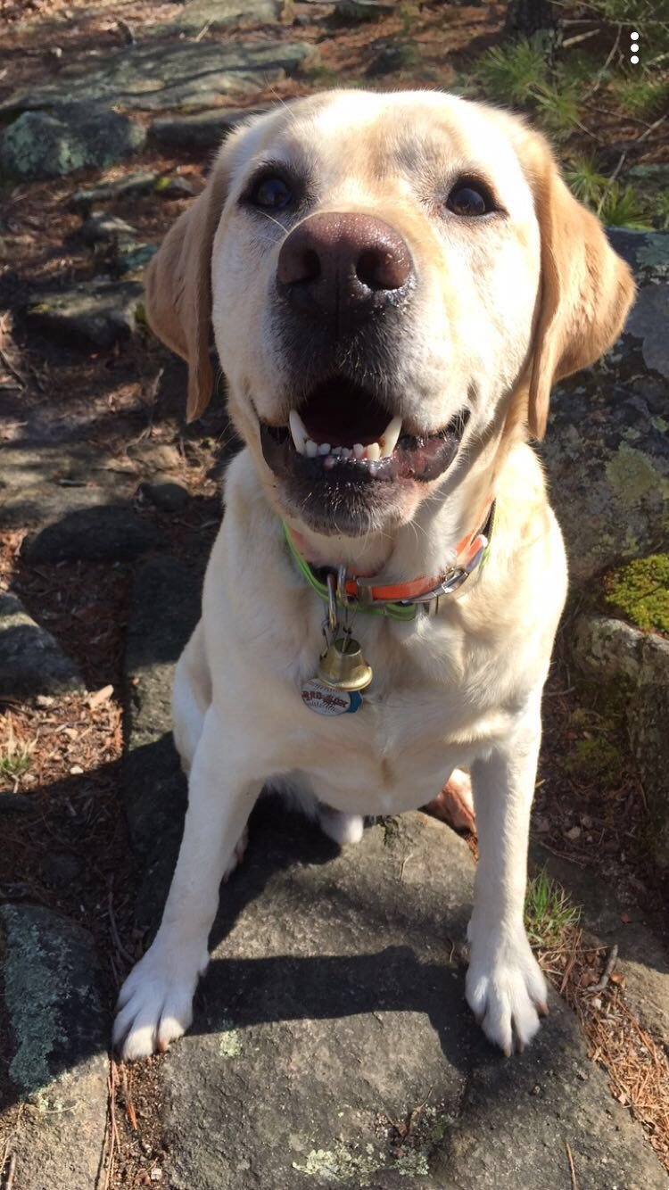 Riley looking at the camera being a good boy