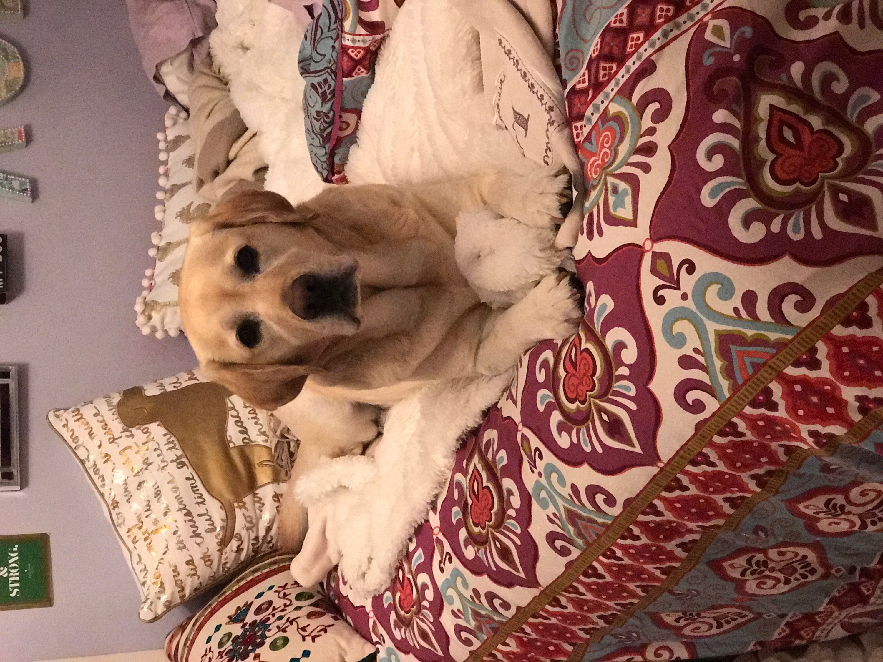 Riley laying on the bed