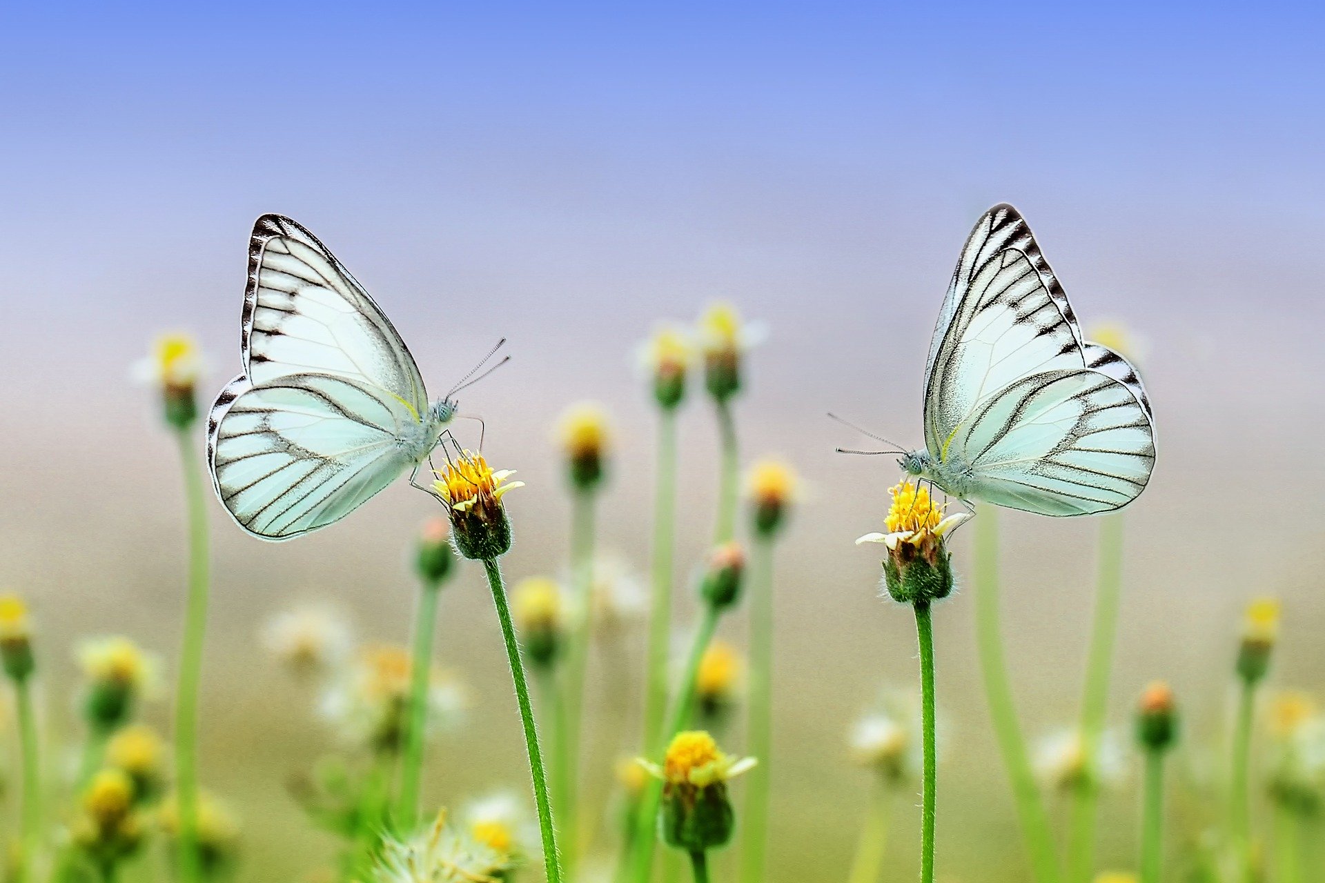 butterfly1127666 1920jpg by Ronny Overhate?width=698&height=466&fit=crop&auto=webp&dpr=4