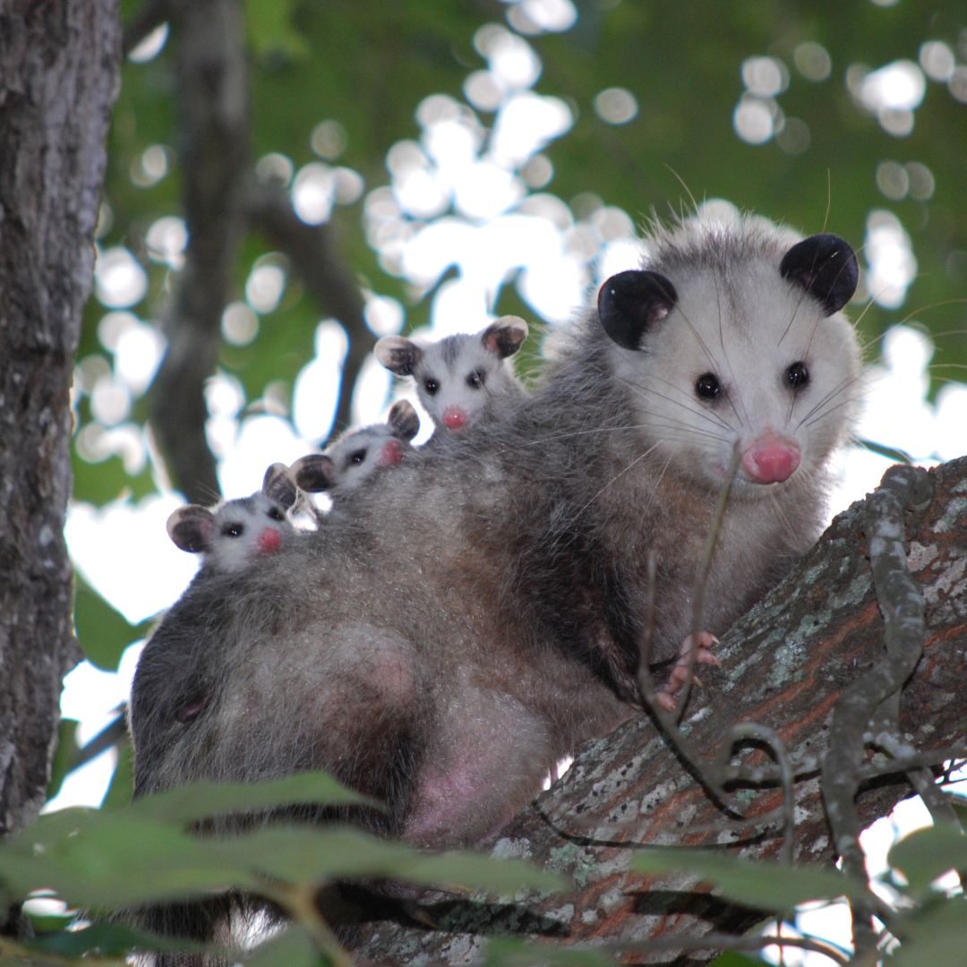 Opossum
