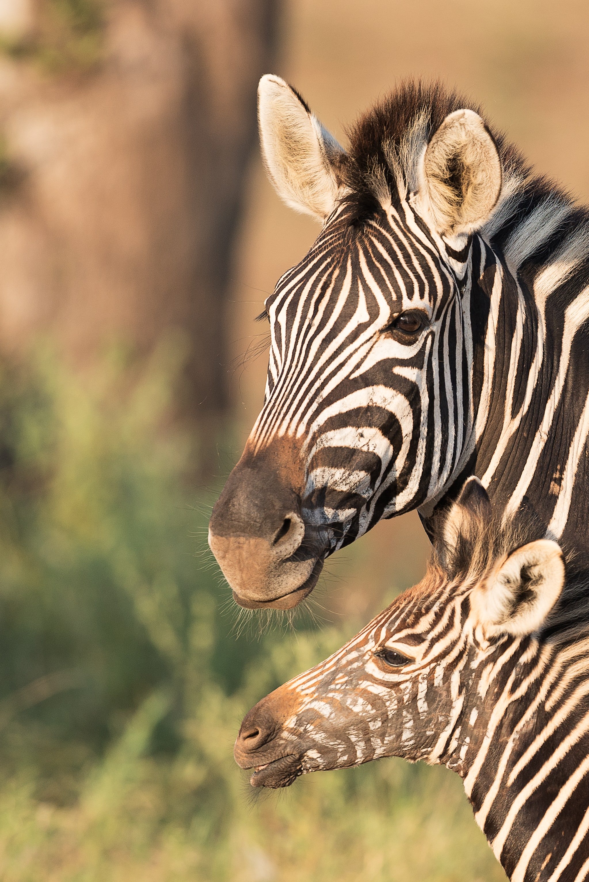 zalinge zebra and foal