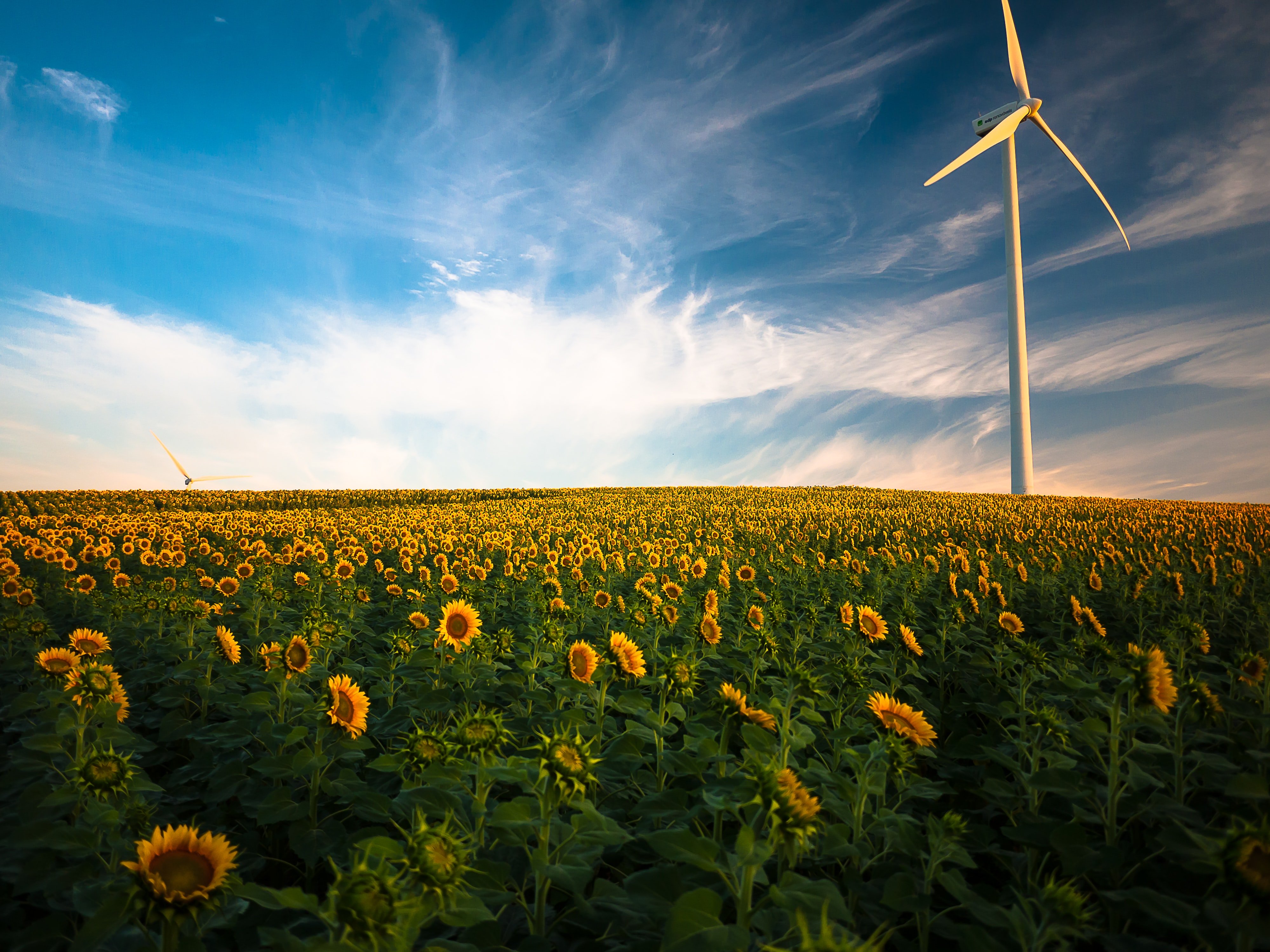 sunflower field with windmill