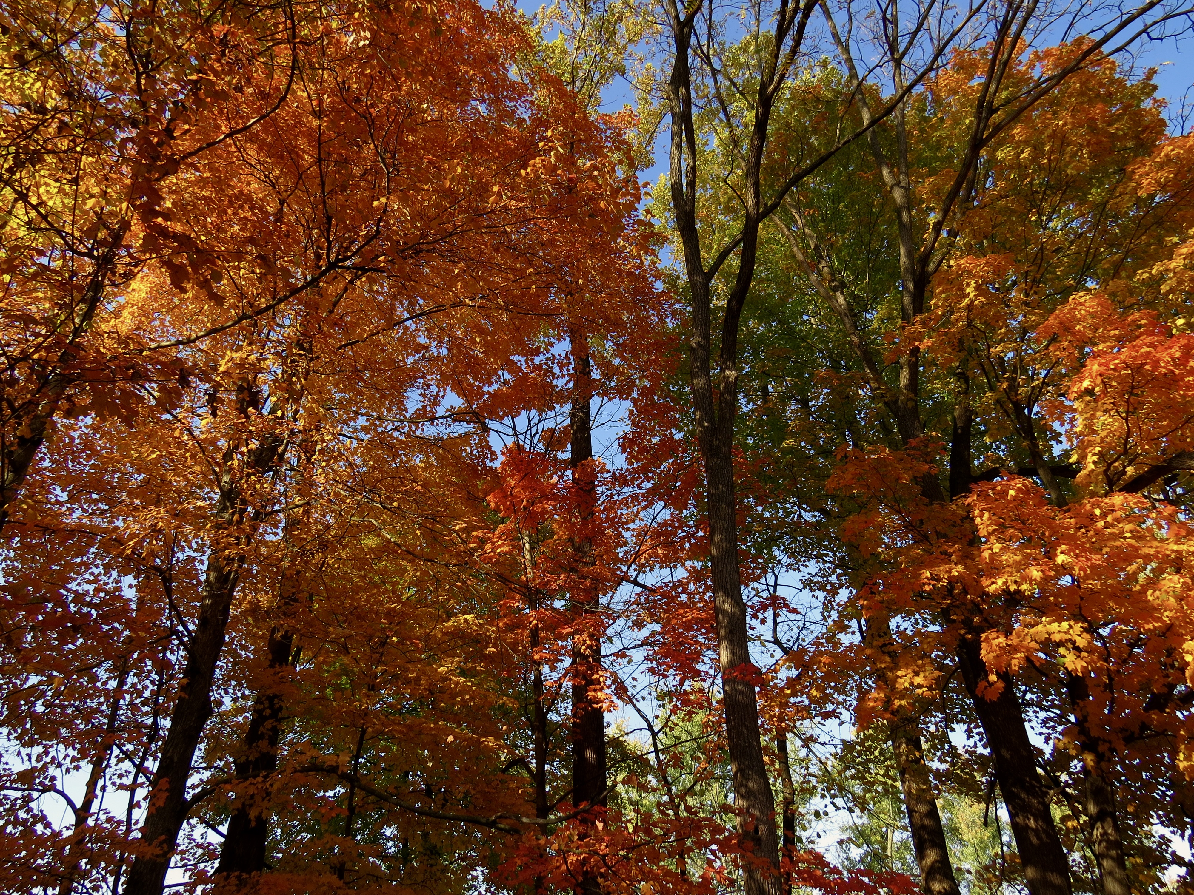 colorful leaves on the trees in the fall
