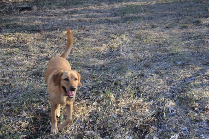 A dog standing in a cornfield.