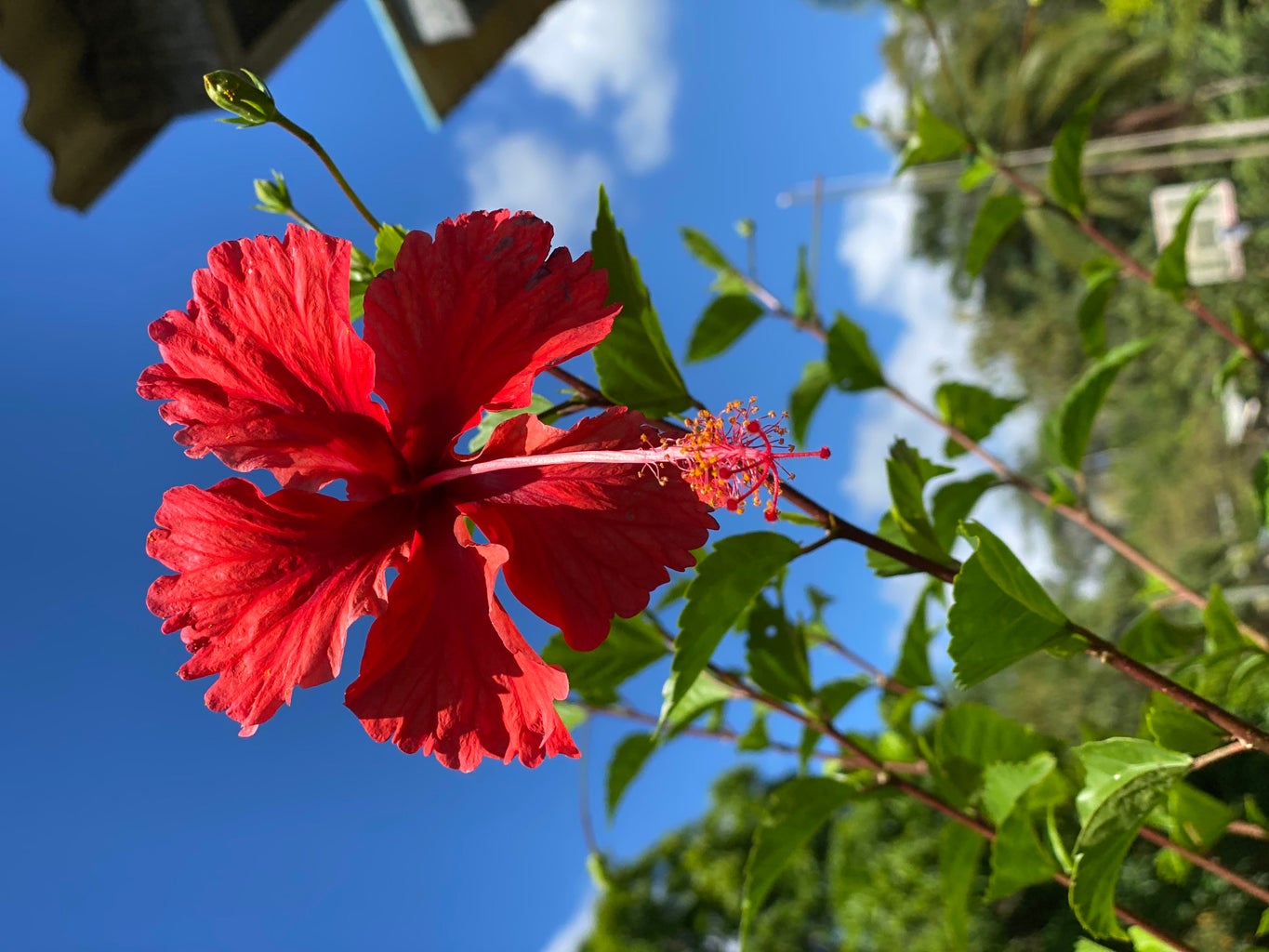 Panama Flower