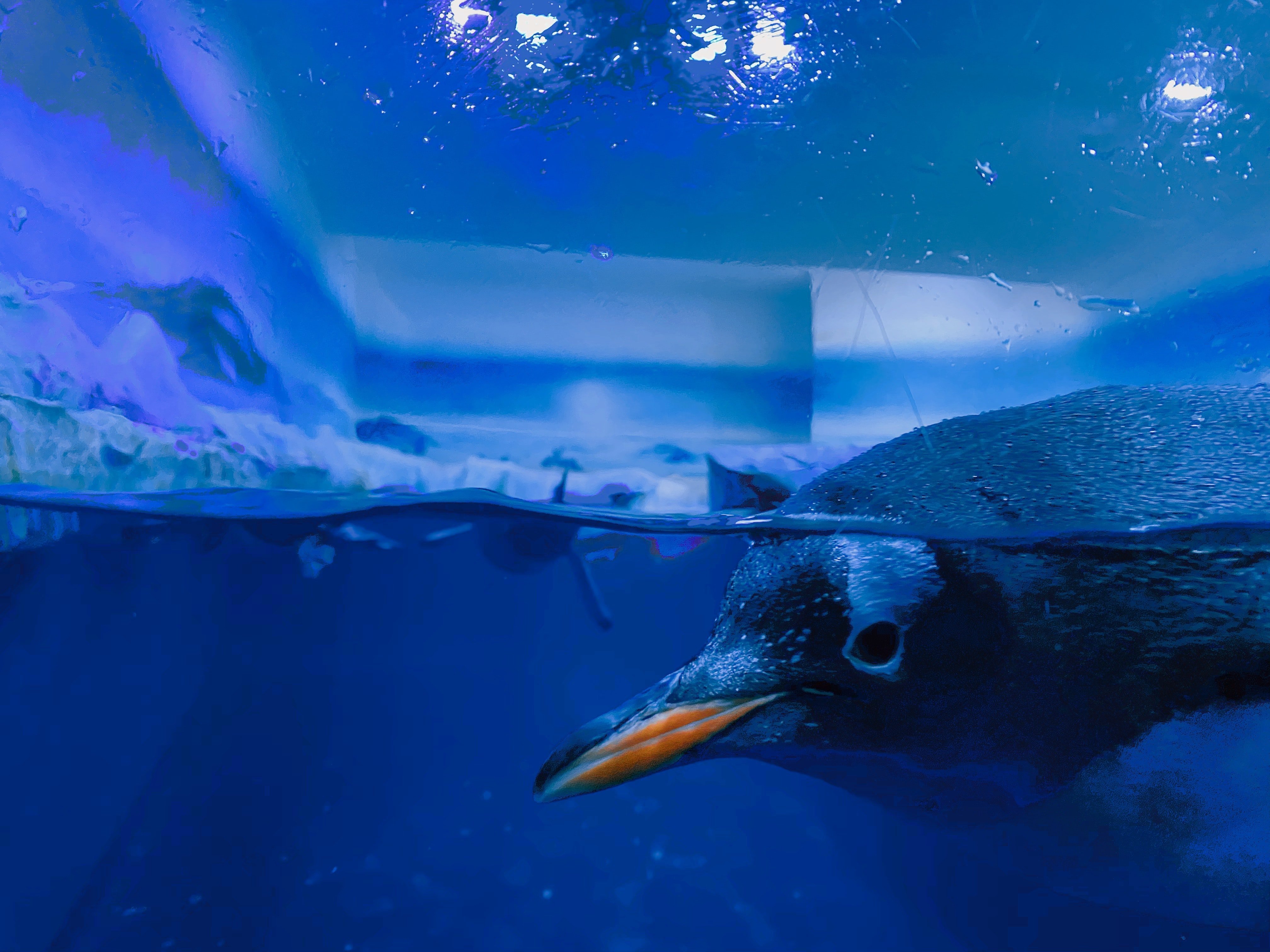 Penguin Underwater