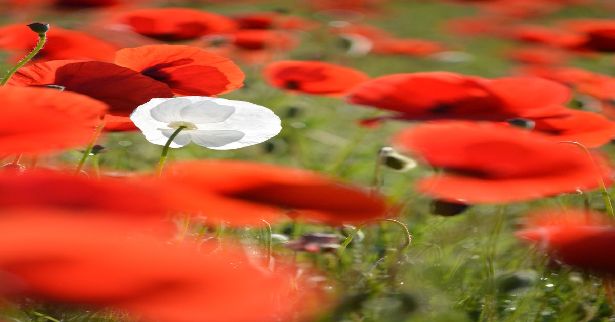 Remembrance Day: 100 Years of the Poppy