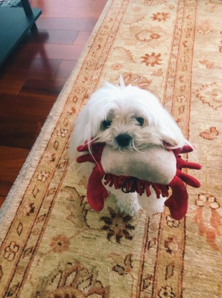 Laura\'s dog Sully with his toy crab