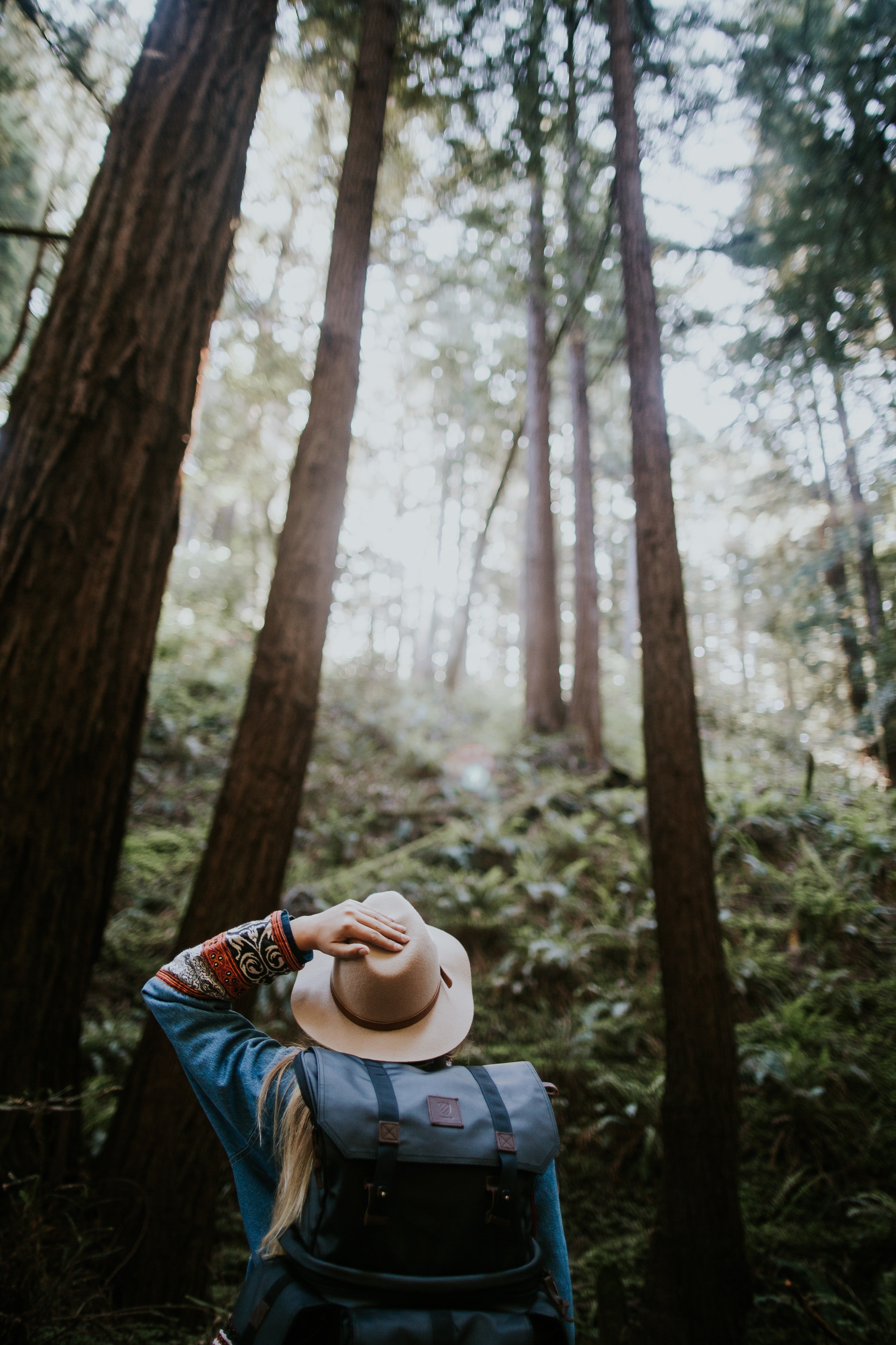 forest, hike, calm, trees, summer, fun, hat, backpack, nature, mist, grass