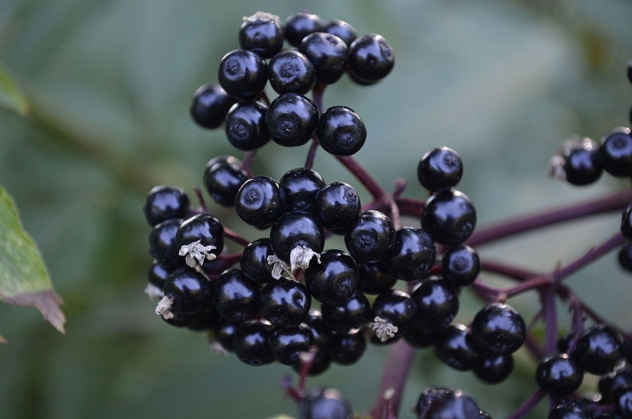 Cluster of elderberries on a branch