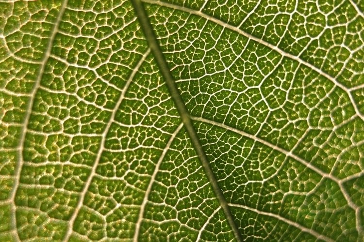 leaf upclose