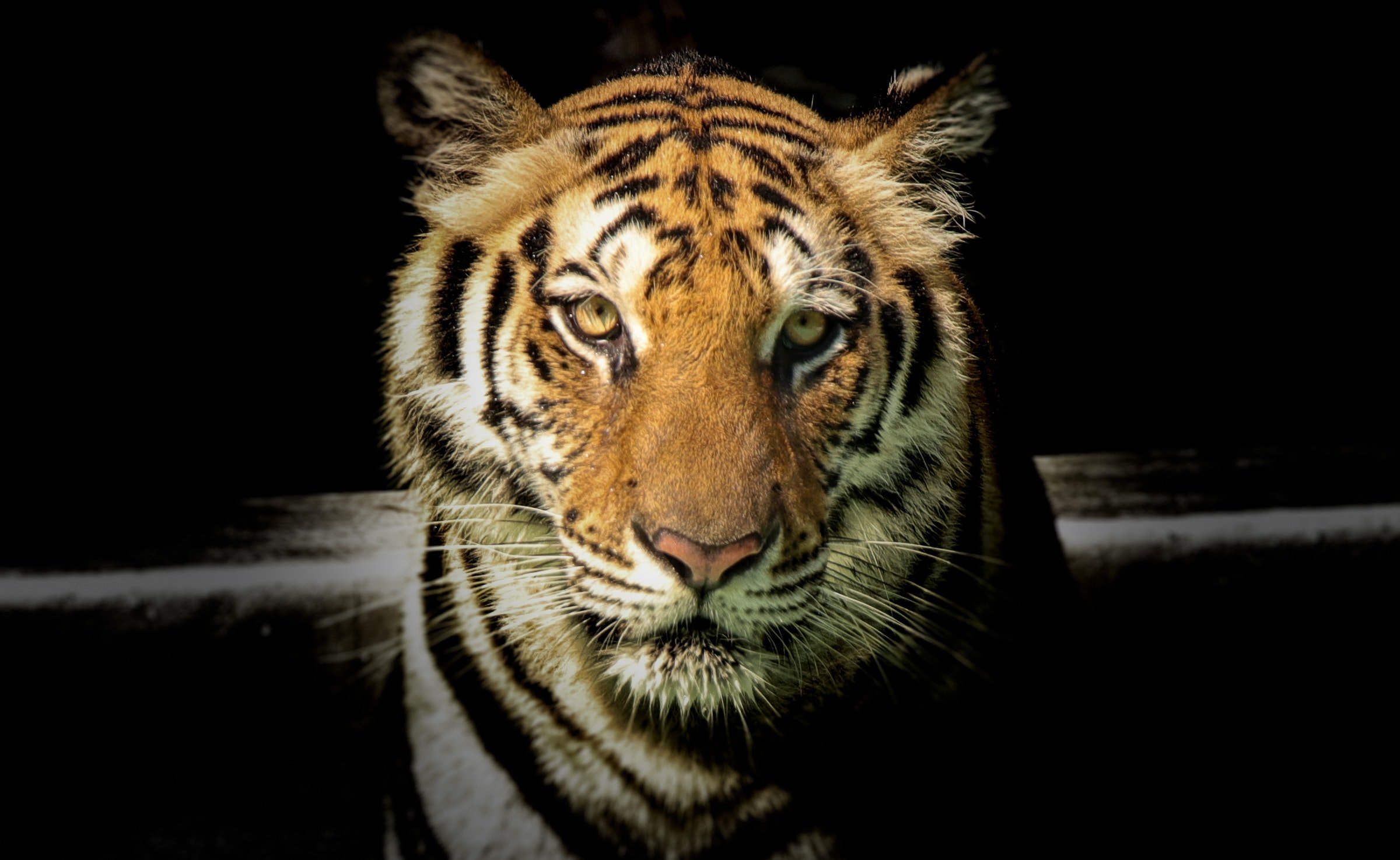 wildlifephotographyoftiger951007jpg by Sayantan Kundu?width=698&height=466&fit=crop&auto=webp&dpr=4
