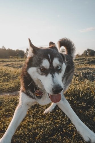 Siberian Husky playing in the grass