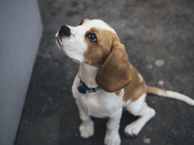 Beagle Dog