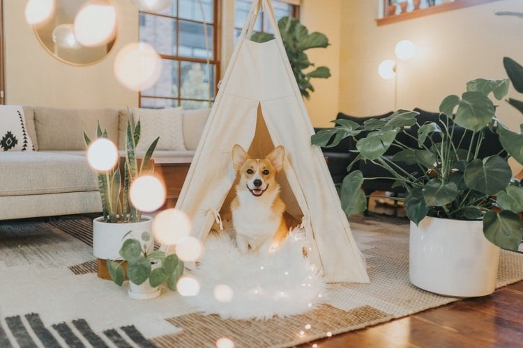corgi dog in a white tent with lights