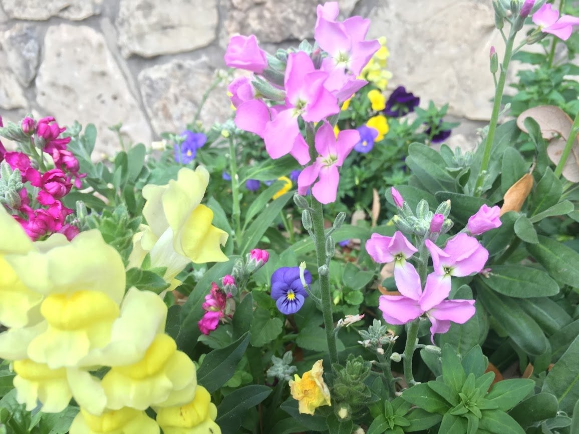colorful flowers against a stone wall