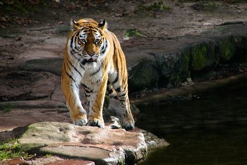 tiger on rock