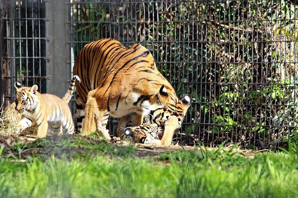 tiger playing with cub in cage