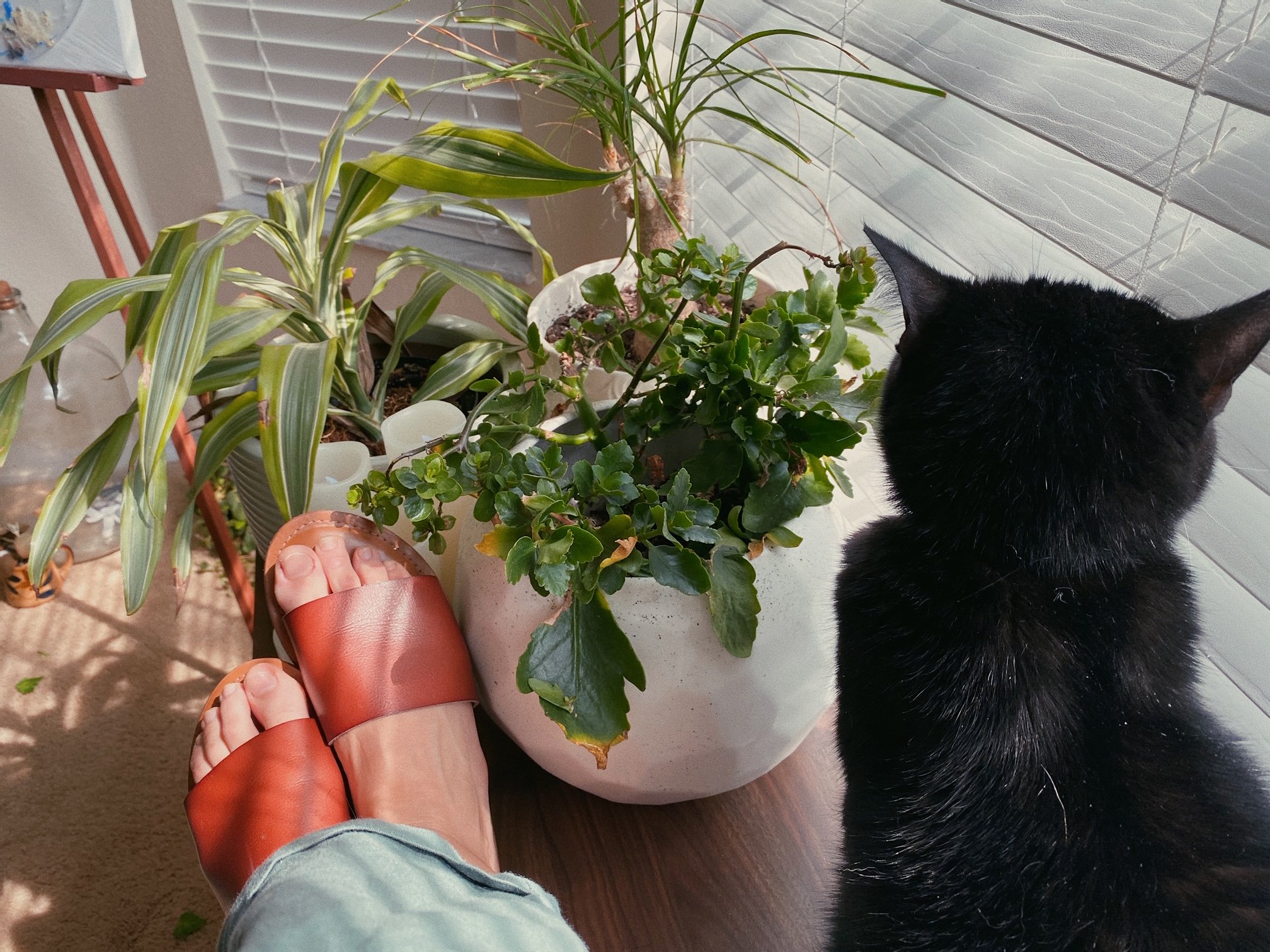 cat and plants