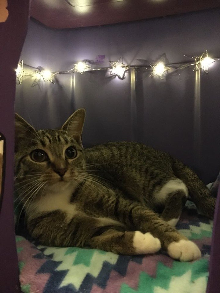A close-up shot of Macchiato lounging in her new house