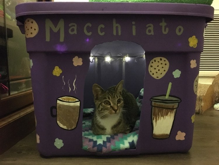 Macchiato sits in her new pet house