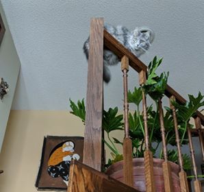 tabby cat sitting on stairs railing