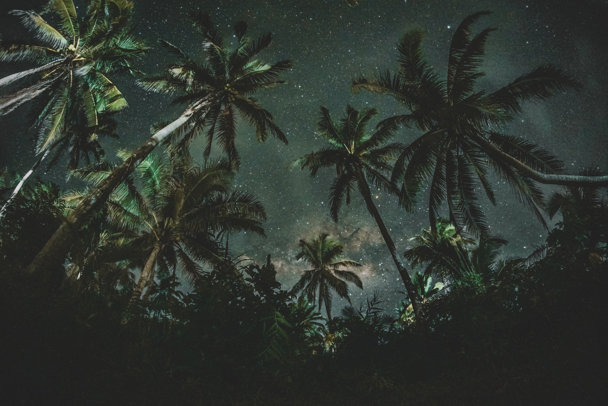 Palm Trees by unsplash