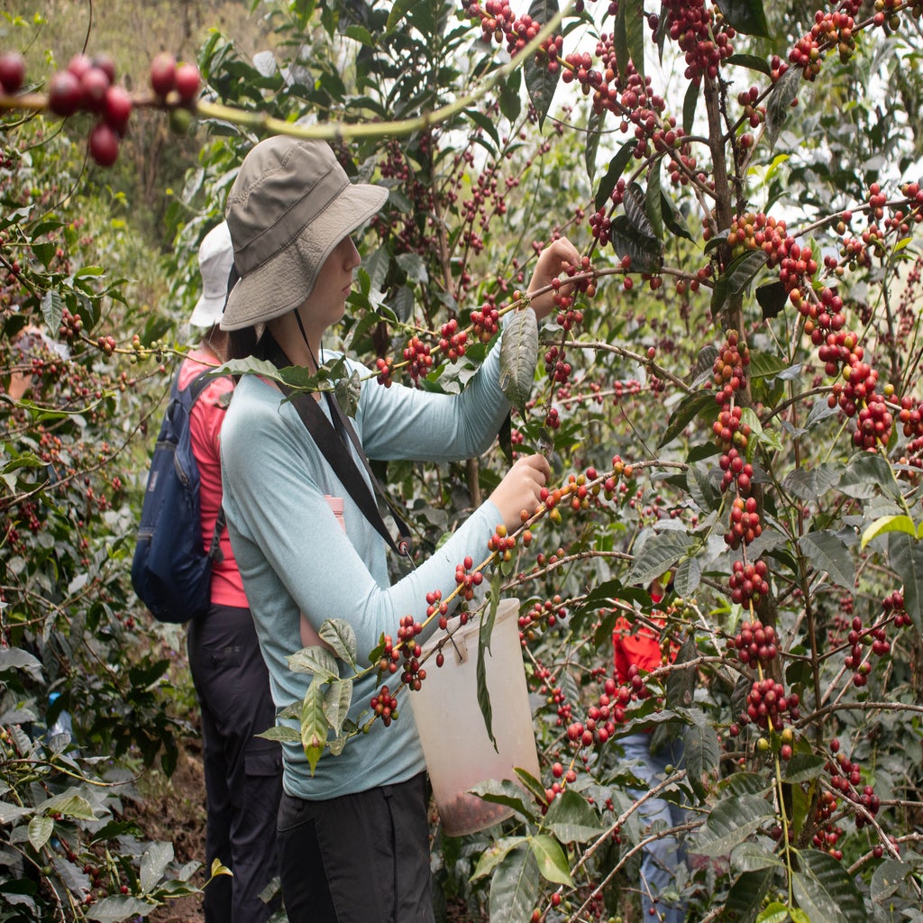 Coffee picking in Peru