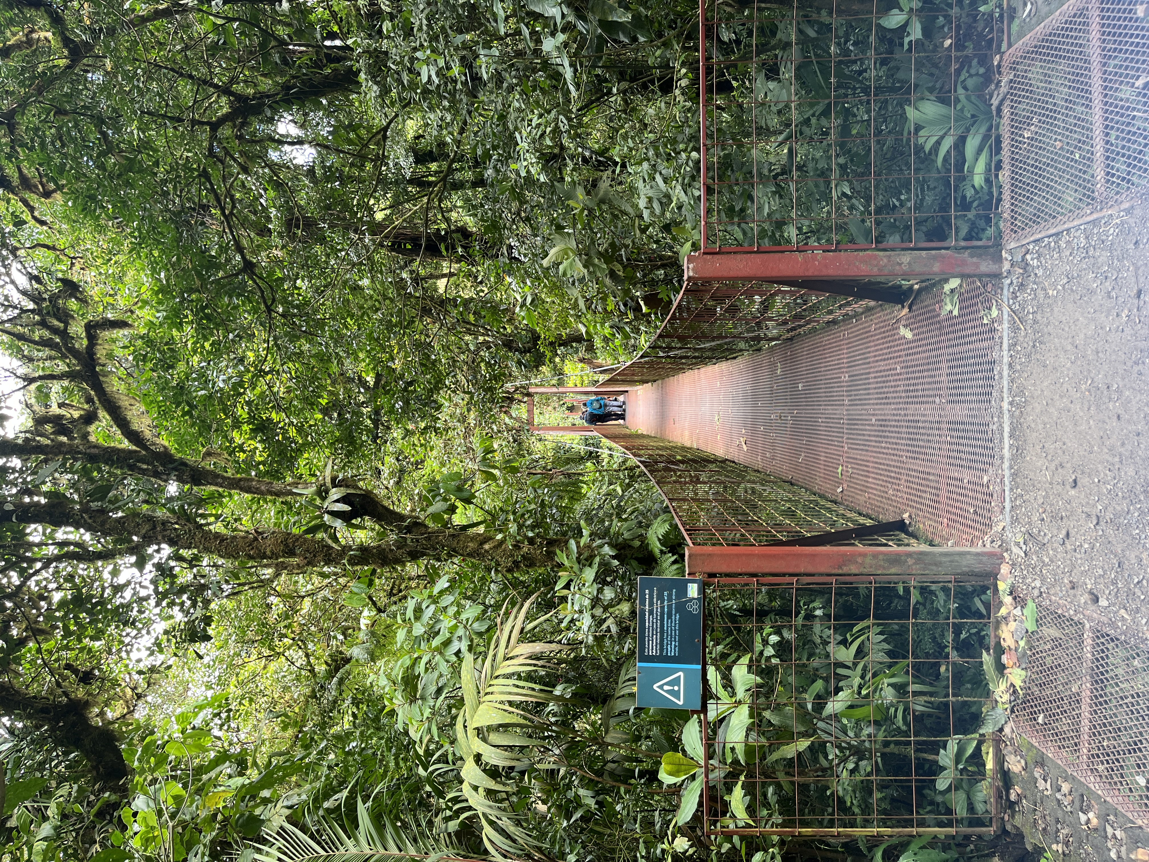 Hanging bridge sits in middle of Cloud Mountain Forest