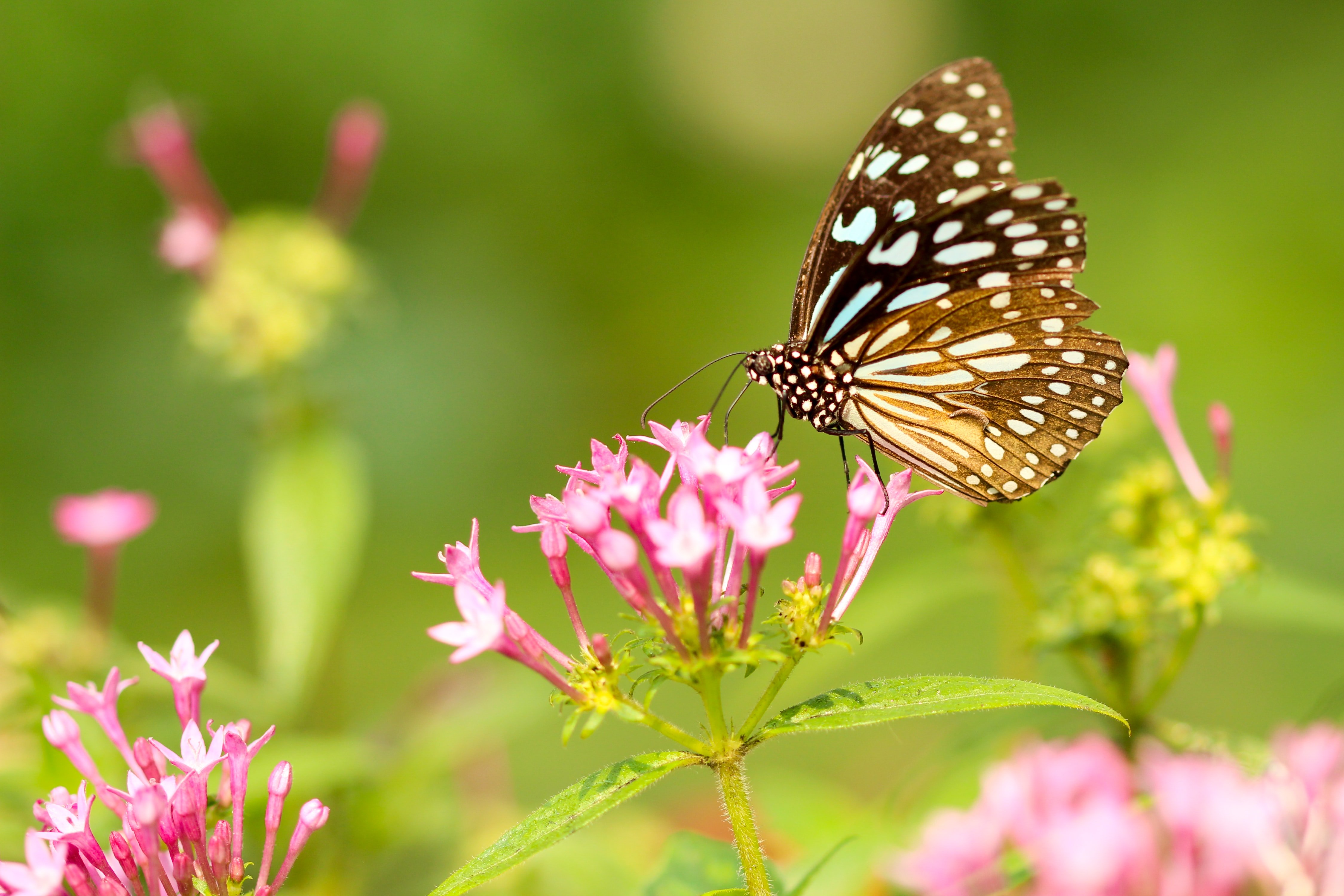 spotted brown butterfly on a pink flower