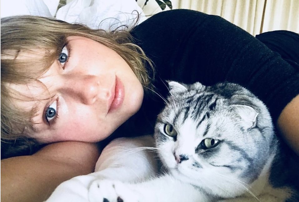 taylor swift cats hero