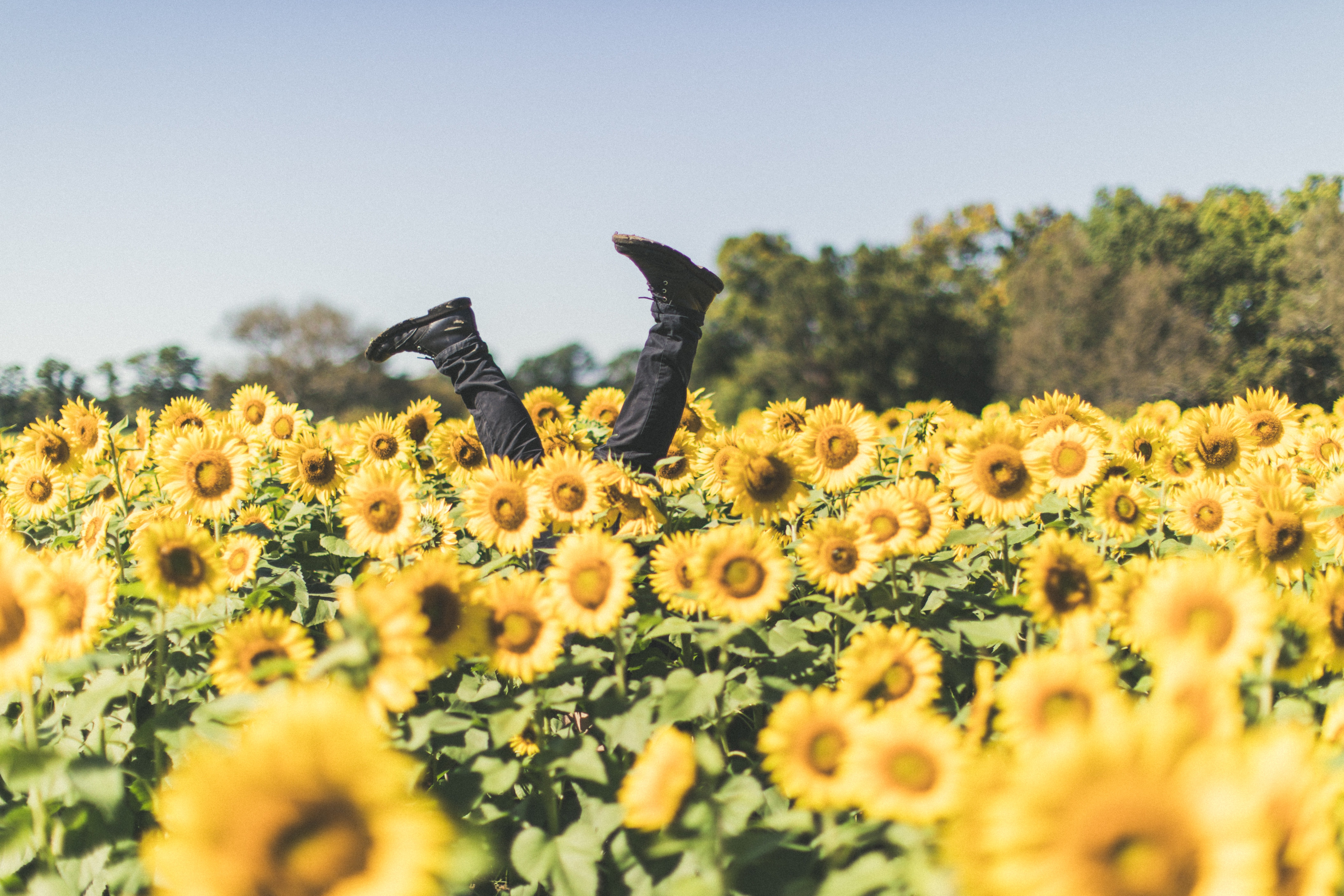 legs sticking out of a sunflower field at daytime
