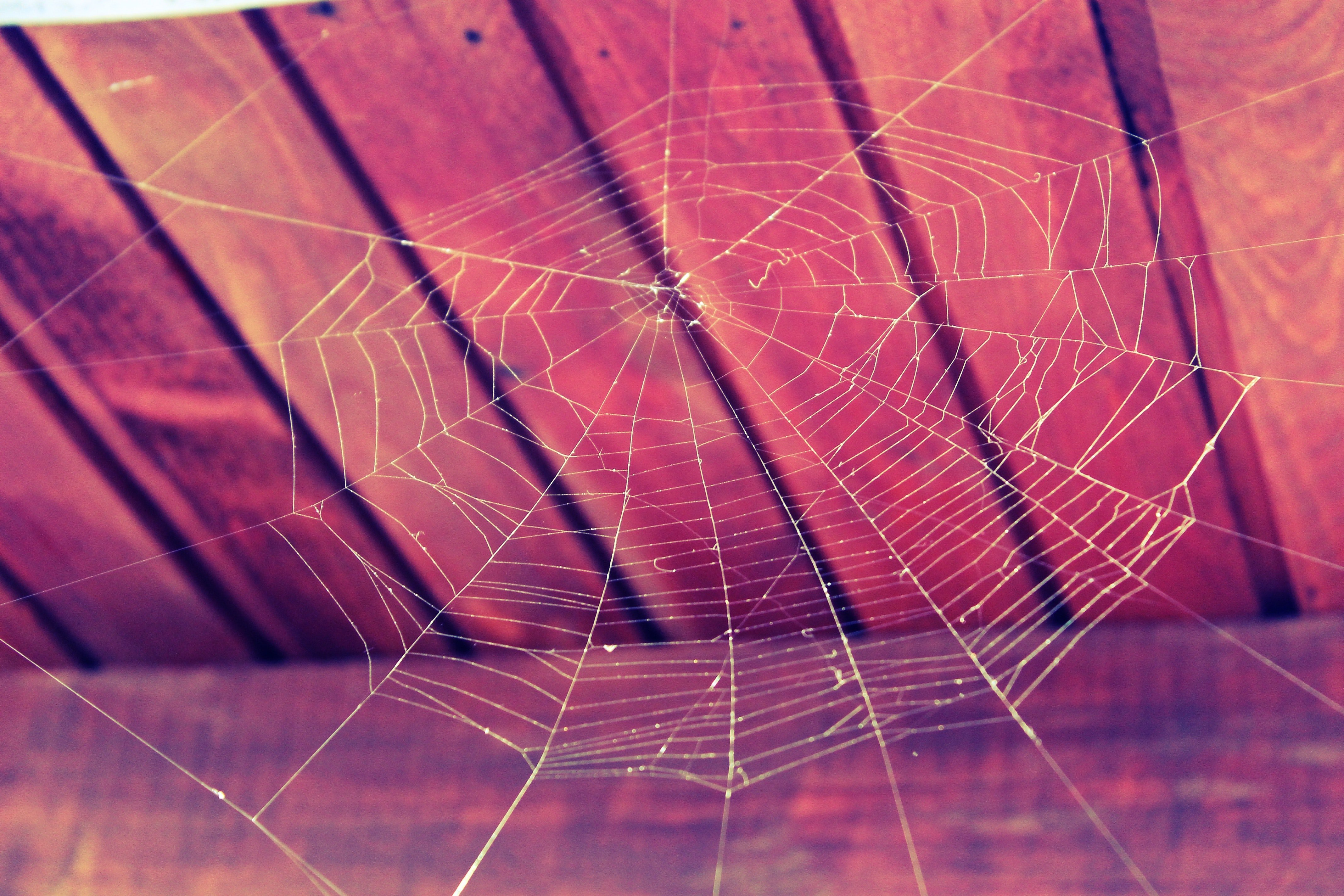 spiderweb on a wooden ceiling