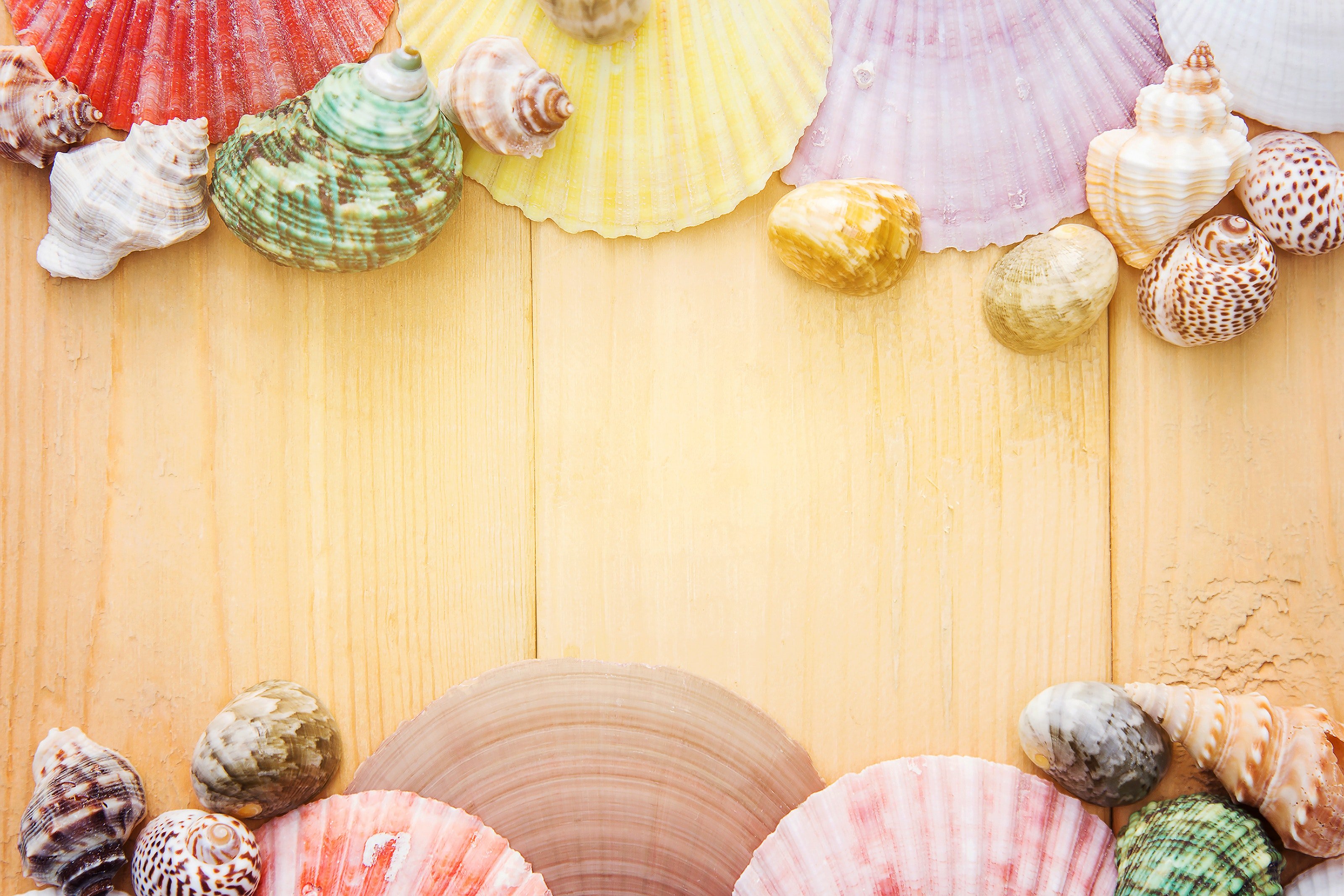 assorted sea shells on wood