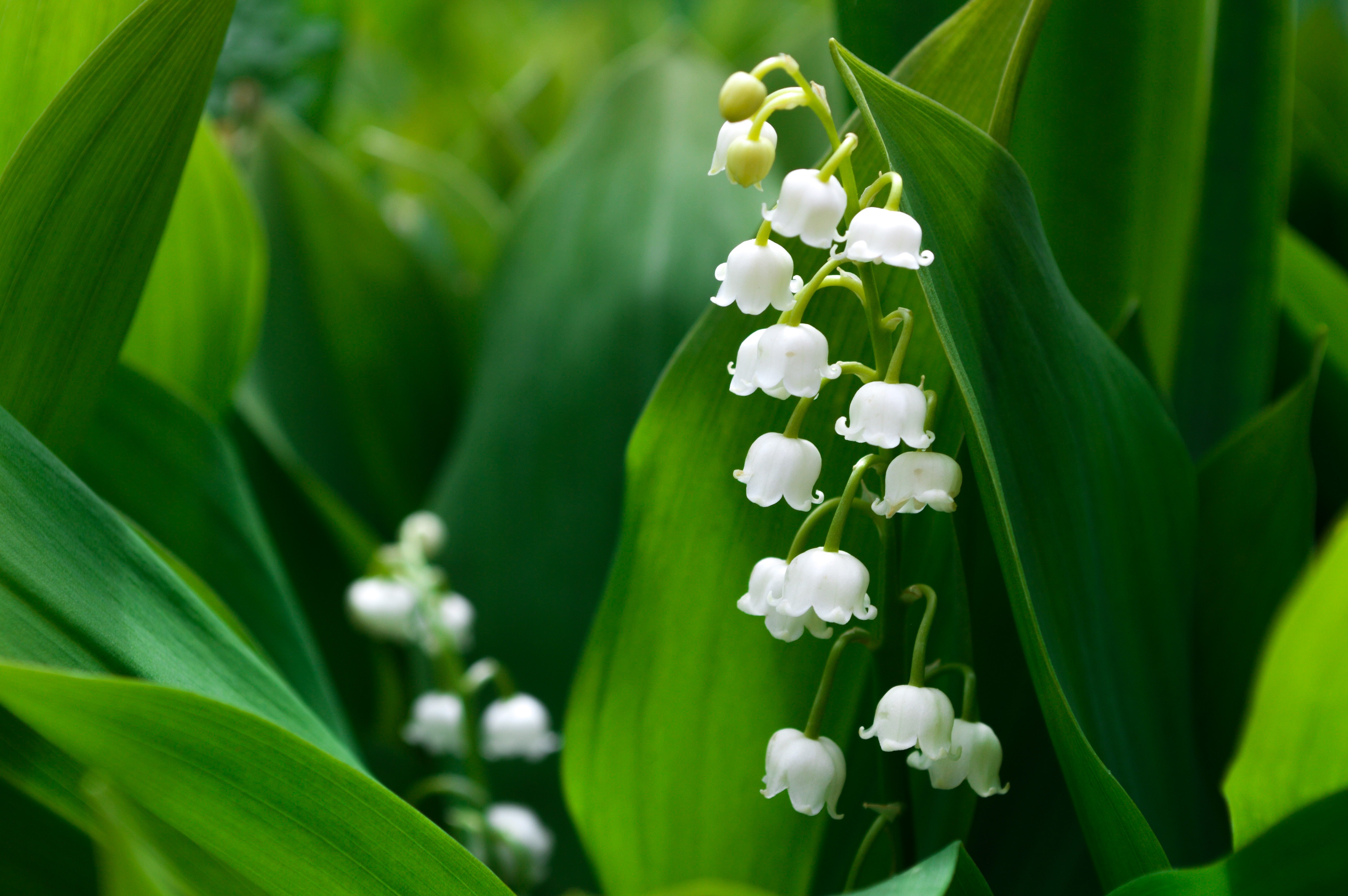 lily of the valley