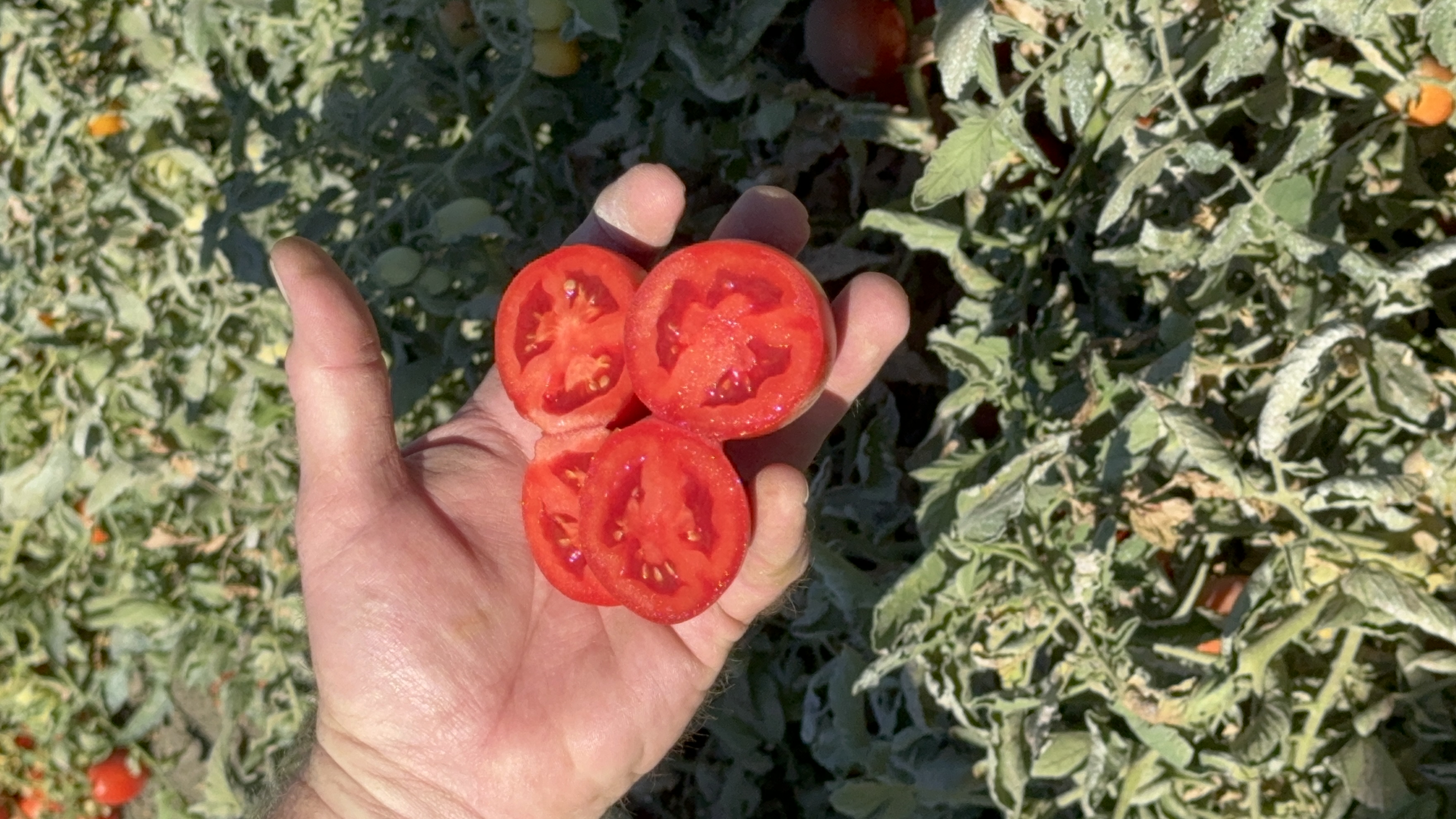 Photo of a sliced tomato.