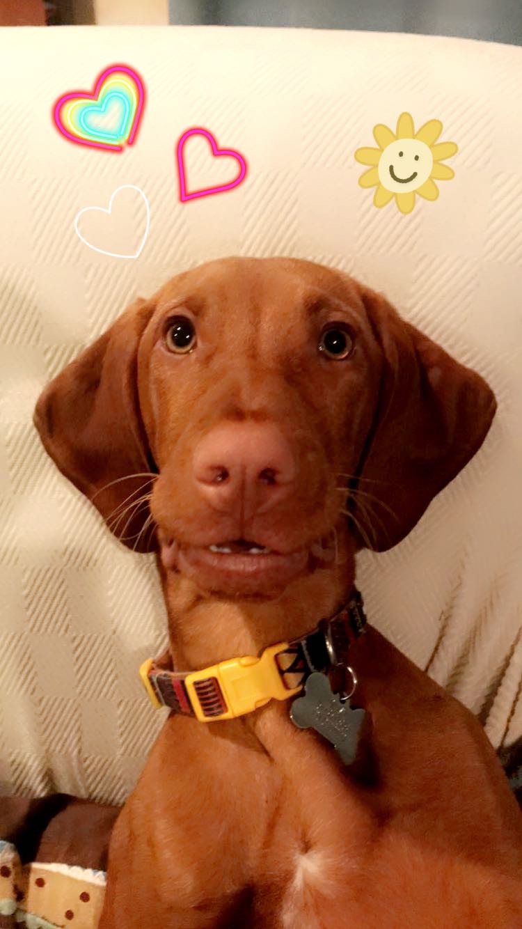 daisystarringjpg by Caroline Roscoe