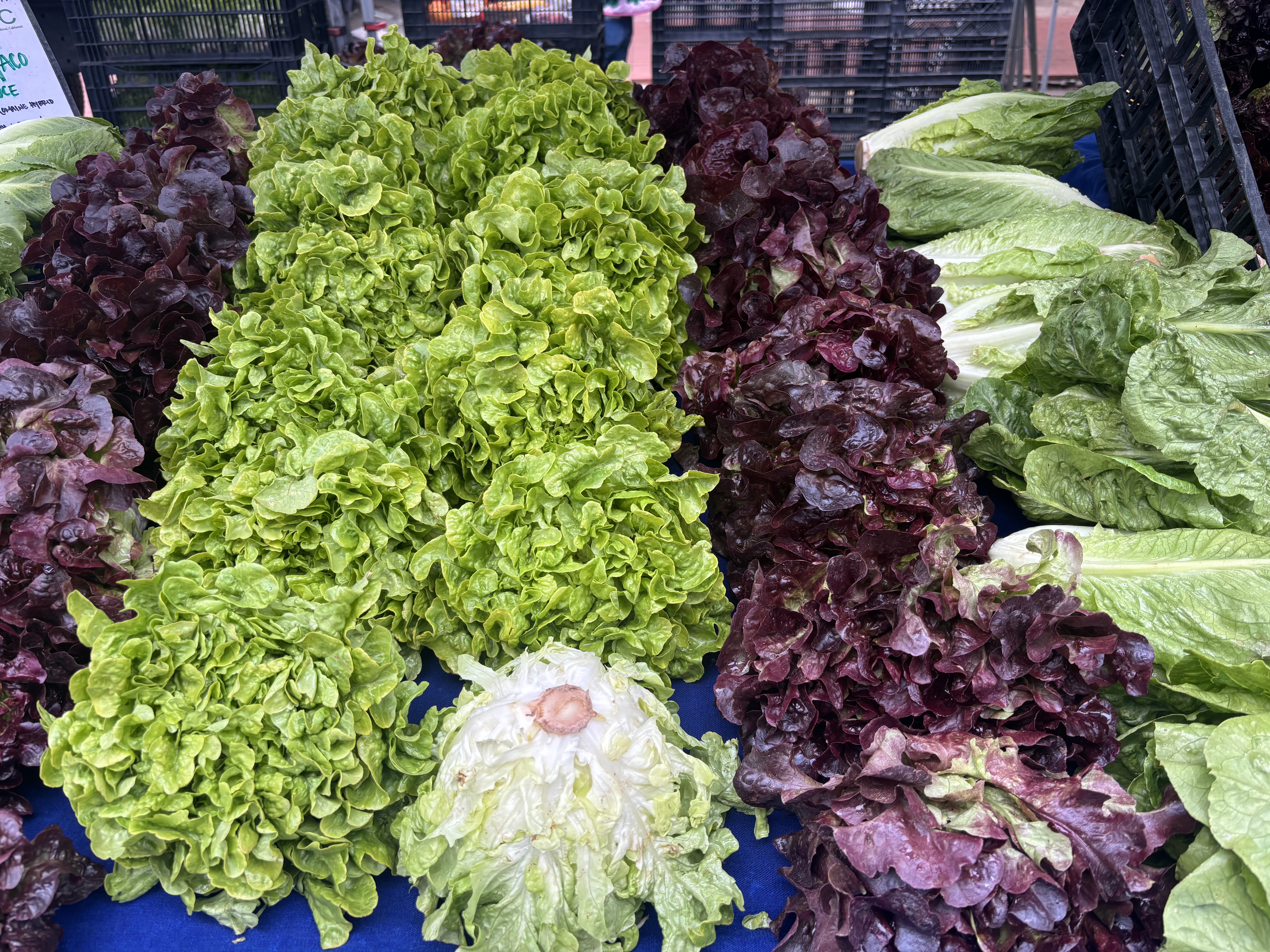 farmers market lettuce