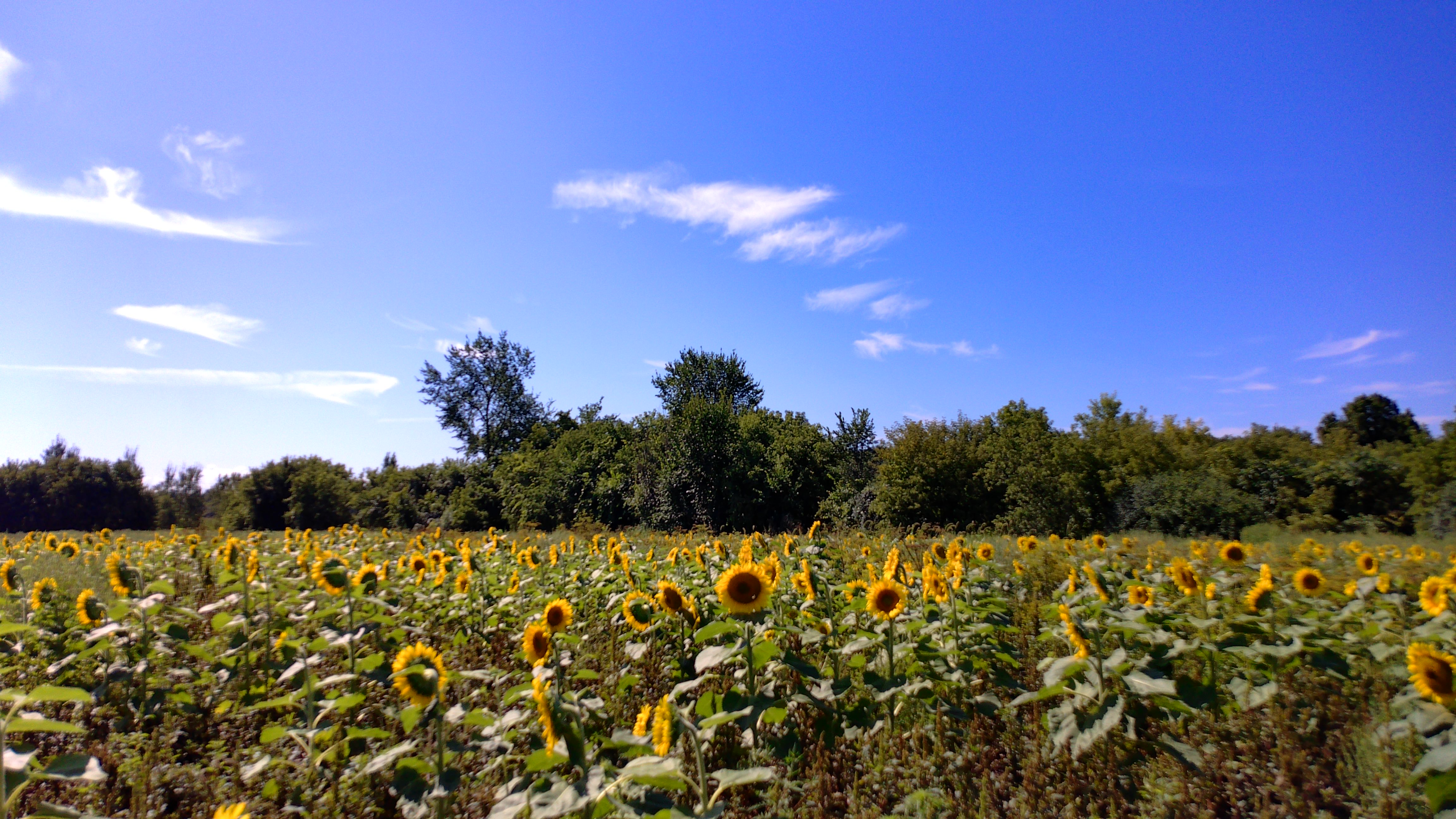 Sunflower field