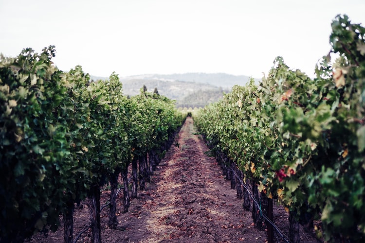 napa valley cajpg by Unsplash?width=698&height=466&fit=crop&auto=webp&dpr=4